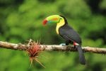 billed toucan bird