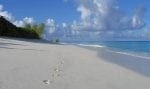 Bird Island omgivning: Footprints-on-the-beach