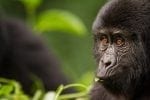 Close-up of a Young Mountain Gorilla