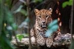 Dag 2 - Wilpattu National Park och Sundowner vid Nachaduwa lake: Ceylon leopard lying on a wooden log
