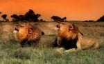 lionkings1