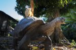 Tsara Komba: Gigantiskt sköldpadda Madagaskar