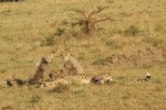 Safari till Karen Blixen Camp, Masai Mara & strandliv på Kinondo Kwetu, Kenya