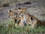 Rikt djurliv i Mara Naboisho: Lions in Masai Mara