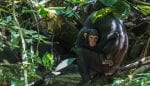 Greystoke Mahale: chimpanzee trekking