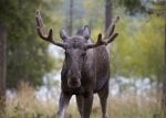 random moose by luck on safari small