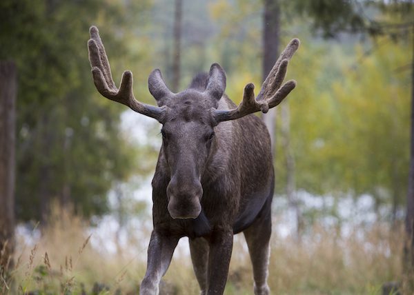 Summer safari in Swedish Lapland - Ecolyx.com