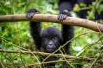 Gorillababy i Virunga Nationalpark