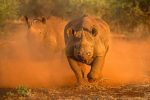 Rhino trekking kenya