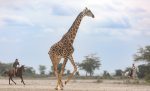 Dag 5. Ridsafari : riding with giraffes