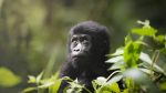 Gorillasafari Bwindi Impenetrable National Park, Uganda