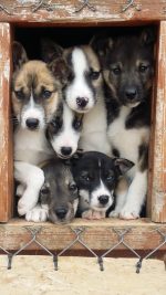 Husky upplevelse: huskypuppies