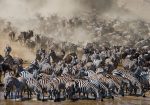 Wildebeest Migration