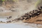 Wildebeest Crossing Mara River